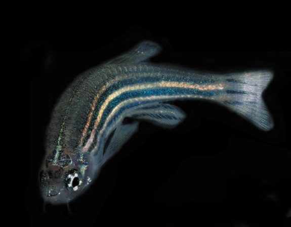 Our fish cell lines – Fish Clocks
